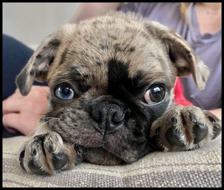 Cocoa/Moody Blue produced the first blue eye at BRP - Merle Pug Puppies | The one absolutely unselfish friend that man can have in this selfish world, the one that never deserts him, the one that never proves ungrateful or treacherous, is his dog.