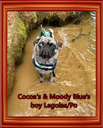 Po definitely likes the water! - Adult Merle Pug | No Matter how little money and how few possessions you own, having a dog makes you rich.
