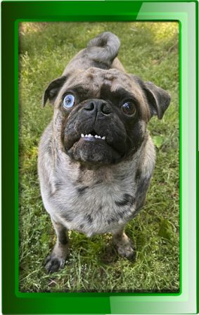 My teeth might be crooked but they are pearly white! - Adult Merle Pug | Did you ever walk into a room and forget why you walked in? I think that is how dogs spend their lives.