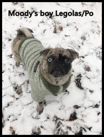 My my, Mr. Po, we can see you even like the snow! - Adult Merle Pug | Old dogs, like old shoes, are comfortable. They might be a bit out of shape and a little worn around the edges, but they fit well.