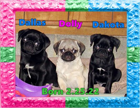 The three amigos! - Black Pug Puppies | Money will buy you a pretty good dog, but it won't buy the wag of his tail.