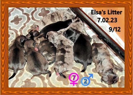 Elsa's merles, blacks and choco platinums at 1-day old - Multiple Color Pugs Puppies | The dog is a gentleman; I hope to go to his heaven not man's.
