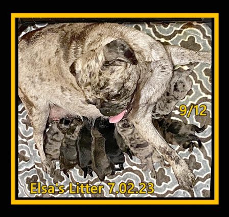 Elsa surprised us with 12 puppies and 9 lived - Adult Merle Pug | Even the tiniest dog is lionhearted, ready to do anything to defend home and family.