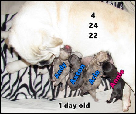 Maggie May is a good mom - Multiple Color Pugs - Puppies and Adults | The pug is living proof that God has a sense of humor.