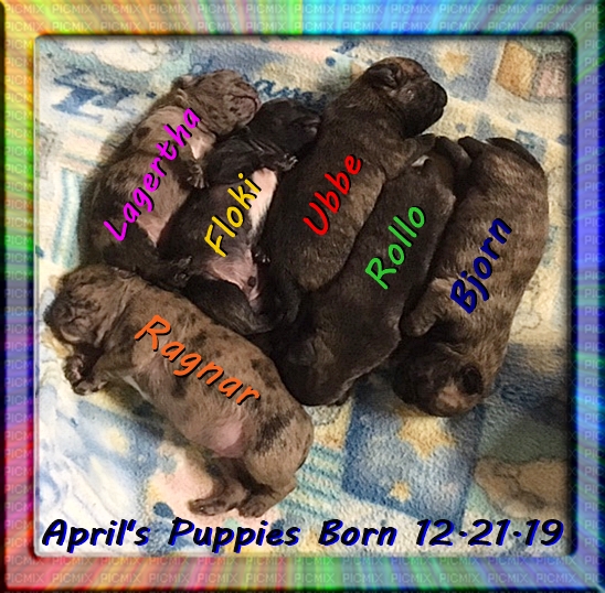 A bunch of Bugg puppies with 4 brindles and 2 merles