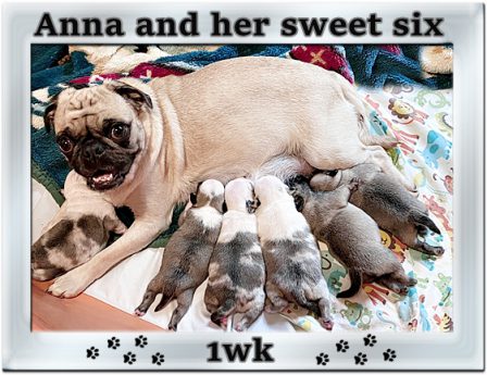 BRP's 1st litter with four pandas! - Multiple Color Pugs Puppies | Don't accept your dog's admiration as conclusive evidence that you are wonderful.