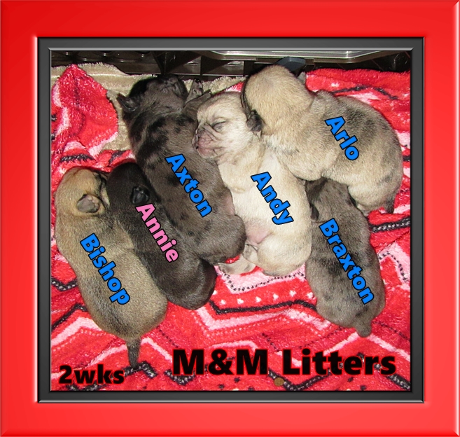 Blue Ridge Pugs welcomed two litters on April 24, 2022