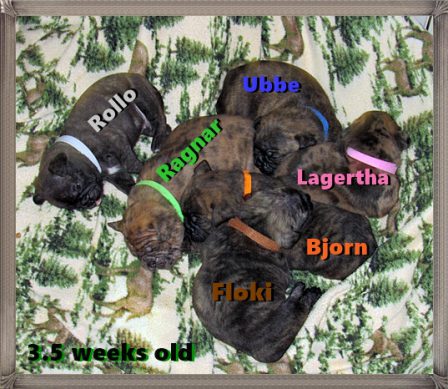 Brindle and Merle Bugg Puppies - Multiple Color Pugs Puppies | To sit with a dog on a hillside on a glorious afternoon is to be back in Eden.