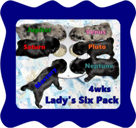 Lady had puppies 7.09.23 - check them out at Blue Ridge Pugs - Multiple Color Pugs Puppies | The dog was created specially for children. He is the god of frolic.