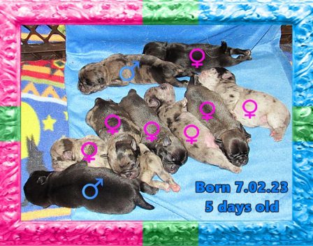 Do you see all that pink - those are the 7 girls! - Multiple Color Pugs Puppies | History is full of examples of the fidelity of dogs than of friends.