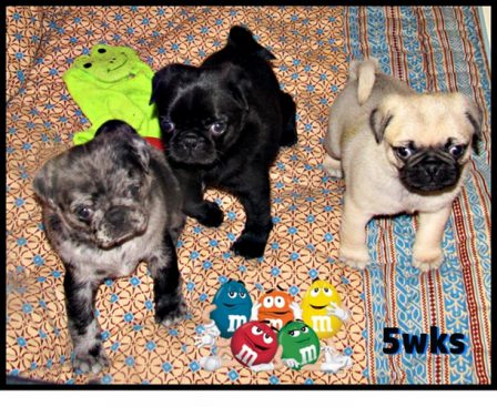 On May 27, 2020 Brenna had 3 puppies - all different colors - Multiple Color Pugs Puppies | Such short lives our dogs have to spend with us, and they spend most of it waiting for us to come home each day.