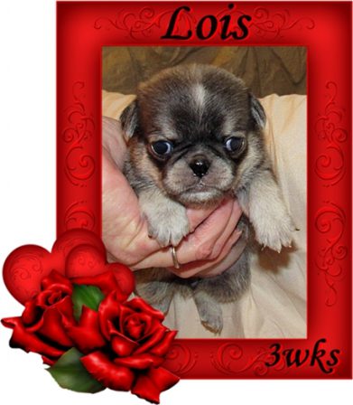 Lois looks like a little panda bear - Multiple Color Pugs Puppies | To sit with a dog on a hillside on a glorious afternoon is to be back in Eden.