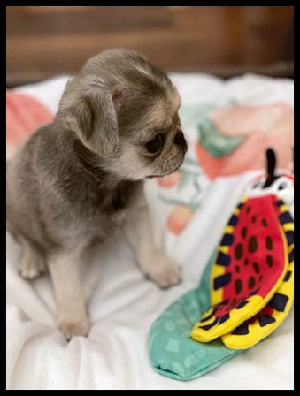 Lady Blue's Lois/Hazel, silver chinchilla female - Multiple Color Pugs Puppies | Outside of a dog, a book is man's best friend - inside of a dog it's too dark to read.