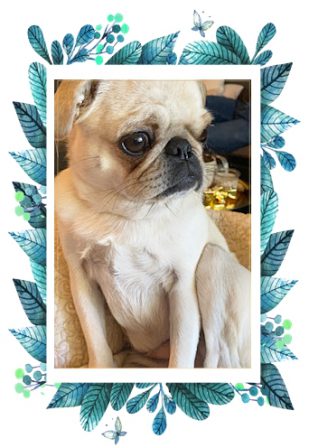 Lady Blue's & Sterling's Lois/Hazel at 23 months old - Adult White Pug | A dog can't think that much about what he's doing, he just does what feels right.