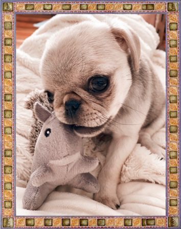 Can't get enough of this cutie pug! - Multiple Color Pugs Puppies | No matter how little money and how few possessions you own, having a dog makes you rich.