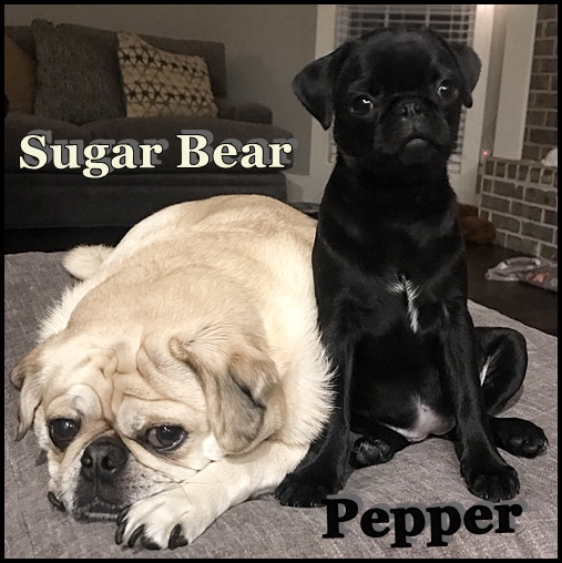 Sugar Bear Loves Pepper!
