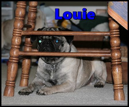Louie guarding the house - Adult Silver-Fawn Pug | A dog can't think that much about what he's doing, he just does what feels right.