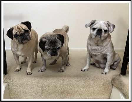 Joel's and Nancy's grumble - Multiple Color Pugs - Puppies and Adults | If there are no dogs in Heaven, then when I die I want to go where they went.
