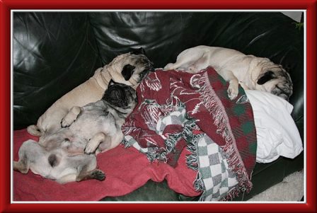Couch pugtatoes! - Multiple Color Pugs - Puppies and Adults | Heaven goes by favor, if it went by merit, you would stay out and your dog would go in.