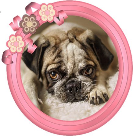 What a beautiful girl Mazzy is - Multiple Color Pugs Puppies | The dog has got more fun out of man than man has got out of the dog, for man is the more laughable of the two animals.