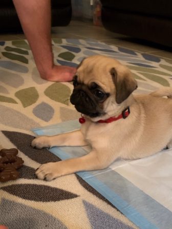 Puddin's Little Lucy went to live in Florida - Fawn Pug Puppies | Dogs feel very strongly that they should always go with you in the car, in case the need should arise for them to bark violently at nothing, right in your ear.