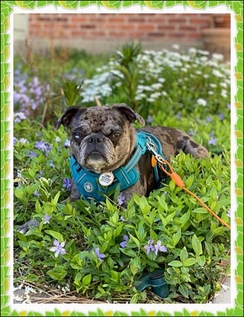 Any othe blue merle Buggs out there? - Adult Merle Pug | Once you have had a wonderful dog, a life without one is a life diminished.