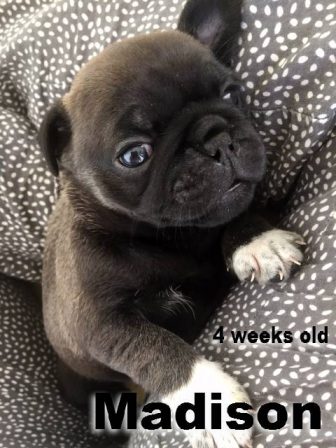 Frug Puppy - Silver Pug Puppies | The dog has got more fun out of man than man has got out of the dog, for man is the more laughable of the two animals.