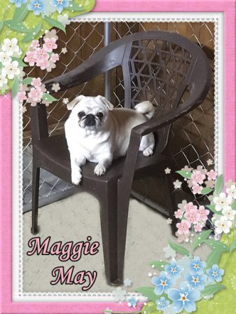 BRP's Maggie May, chinchilla - Adult White Pug | I've seen a look in dogs' eyes, a quickly vanishing look of amazed contempt, and I am convinced that basically dogs think humans are nuts.