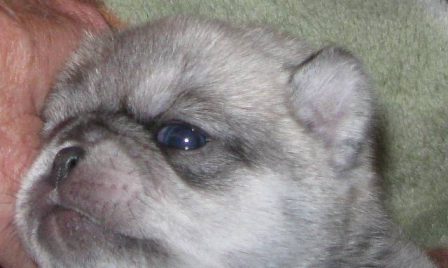Maggie Alexi, Chinchilla Pug Puppy - Silver Pug Puppies | Do not make the mistake of treating your dogs like humans or they will treat you like dogs.