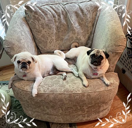The Pressman's Pampered Pooches Maggie & Jubilee - Multiple Color Pugs - Puppies and Adults | A dog is the only thing that can mend a crack in your broken heart.