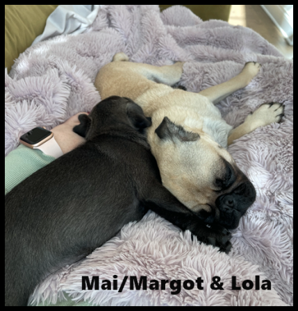 Mai/Margot & Lola = BFF's - Multiple Color Pugs - Puppies and Adults | No one appreciates the very special genius of your conversation as the dog does.