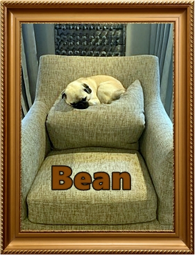 Bean's very own bed - Adult Fawn Pug | My goal in life is to be as good of a person my dog already thinks I am.