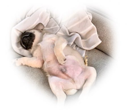 Lady Blue's Malcolm/Bean in his standard repose - Fawn Pug Puppies | Whoever said you can’t buy happiness forgot little puppies.
