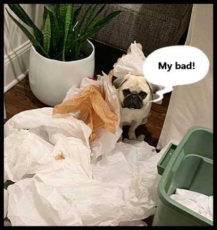 Uh oh Bean what did you do? - Adult Fawn Pug | Do not make the mistake of treating your dogs like humans or they will treat you like dogs.