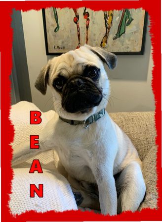 Lady Blue's/Sterling's Bean and what a handsome boy! - Adult Fawn Pug | Don't accept your dog's admiration as conclusive evidence that you are wonderful.