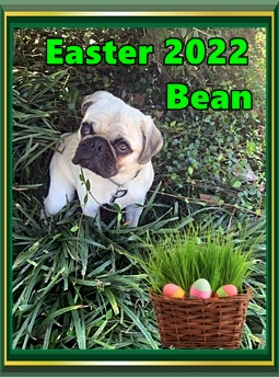 Now where are those darn Easter eggs? - Adult Fawn Pug | A dog can't think that much about what he's doing, he just does what feels right.