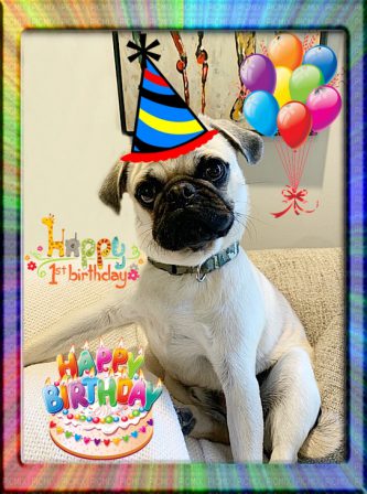 Lady Blue's/Sterling's Malcolm Bean on his 1st B-day - Adult Fawn Pug | Did you ever walk into a room and forget why you walked in? I think that is how dogs spend their lives.