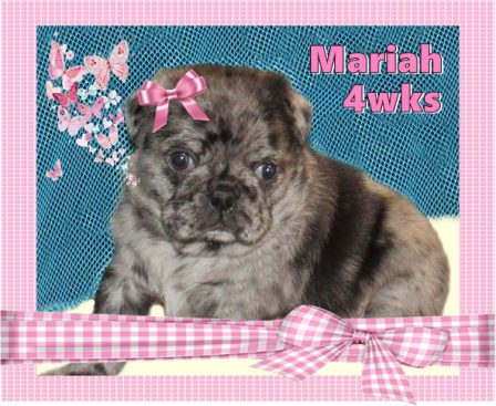 Brenna's and Moody Blue's Mariah/Willow at 4 weeks - Merle Pug Puppies | If you think dogs can't count, try putting three dog biscuits in your pocket and give him only two of them.