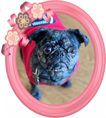 Brenna's and Moody Blue's Mariah/Willow Hatten - Adult Merle Pug | I've seen a look in dogs' eyes, a quickly vanishing look of amazed contempt, and I am convinced that basically dogs think humans are nuts.