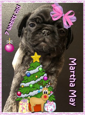 Martha May Whovier - Brindle Pug Puppies | Dogs love their friends and bite their enemies, quite unlike people, who are incapable of pure love and always mix love and hate.