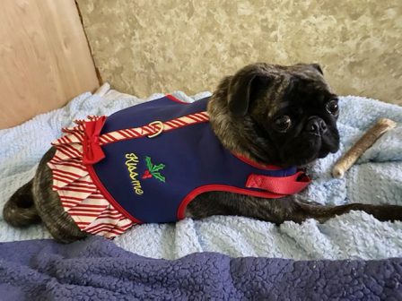 Mary Faith's New Christmas dress! - Adult Brindle Pug | If dogs could talk, perhaps we would find it as hard to get along with them as we do with people.