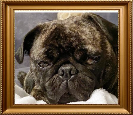 Brandy's 6.09.19 brindle girl Mary/Faith at 2.5 years old - Adult Brindle Pug | The dog is a gentleman; I hope to go to his heaven not man's.