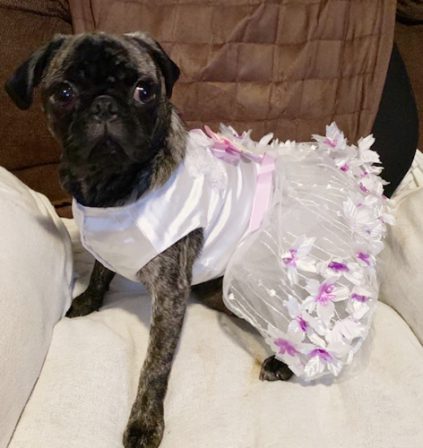 Mary Faith has nicer clothes than most of us! - Brindle Pug Puppies | No Matter how little money and how few possessions you own, having a dog makes you rich.