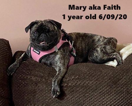 Brandy's Mary/Faith just chillin' on her birthday. - Adult Brindle Pug | The one absolutely unselfish friend that man can have in this selfish world, the one that never deserts him, the one that never proves ungrateful or treacherous, is his dog.