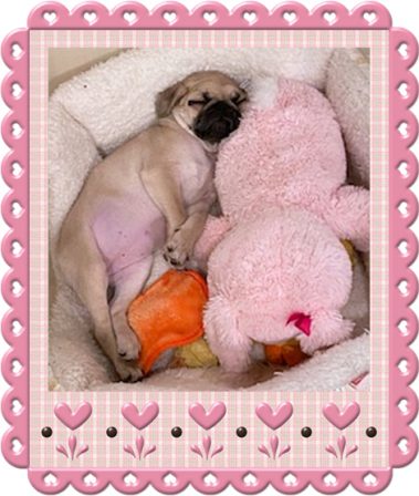 Lucy's Melania/Sunflower snoozing with her bunny - Fawn Pug Puppies | No Matter how little money and how few possessions you own, having a dog makes you rich.