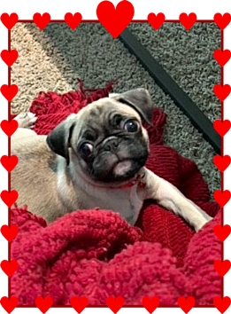 JoJo's/Hondo's Melanie/Mochi Smith of Smyrna, GA - Fawn Pug Puppies | I've seen a look in dogs' eyes, a quickly vanishing look of amazed contempt, and I am convinced that basically dogs think humans are nuts.
