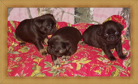 Yes, these are chocolate and choco/tan Brussels Griffons! - Multiple Color Pugs Puppies | The great pleasure of a dog is that you may make a fool of yourself with him and not only will he not scold you, but he will make a fool of himself too.