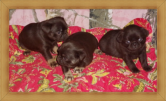Yes, these are chocolate and choco/tan Brussels Griffons!