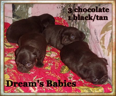 Brussels are very hard to find and chocolates near impossible - Multiple Color Pugs Puppies | No matter how little money and how few possessions you own, having a dog makes you rich.