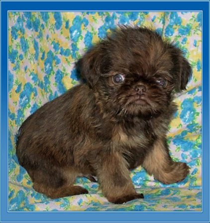 Sable rough coat Brussels Griffon - Multiple Color Pugs Puppies | The dog was created specially for children. He is the god of frolic.